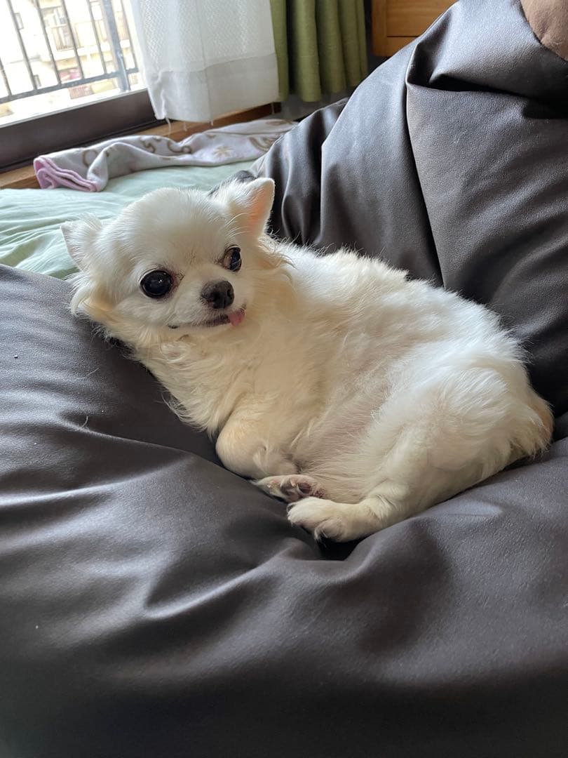 画像確認用　伏せポーズ