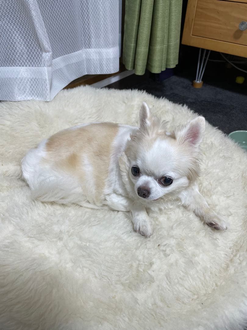 画像確認用　伏せポーズ