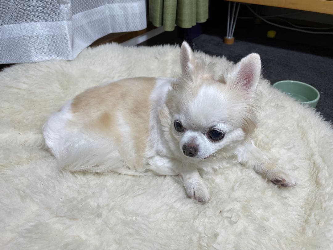 画像確認用　伏せポーズ