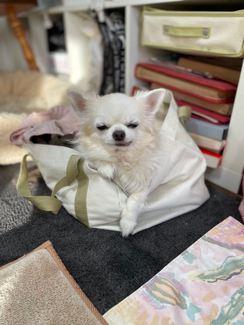 画像確認用　伏せポーズ