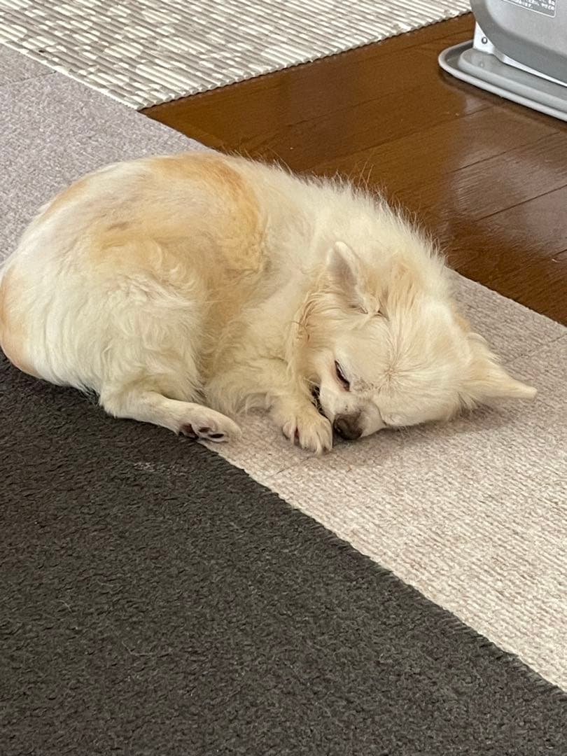 画像確認用　伏せポーズ