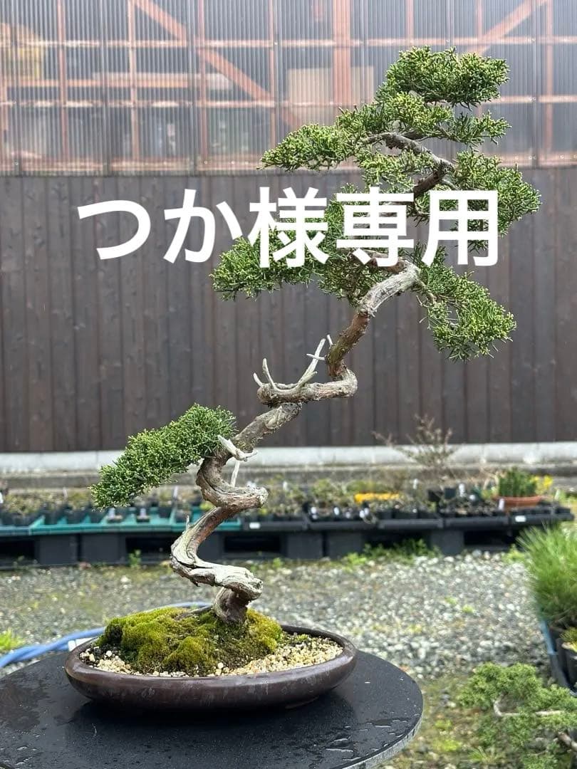 盆栽 糸魚川真柏 文人木