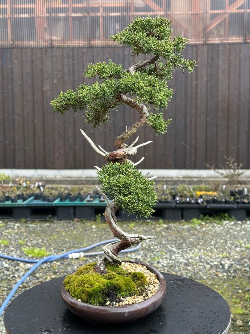 盆栽 糸魚川真柏 文人木