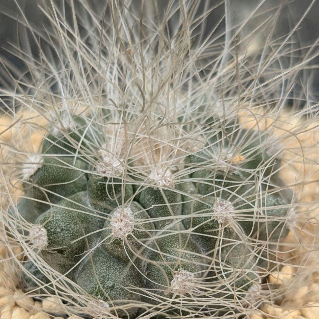 レアサボテンコレクション・コピアポア属・雷血丸inわけけのお店