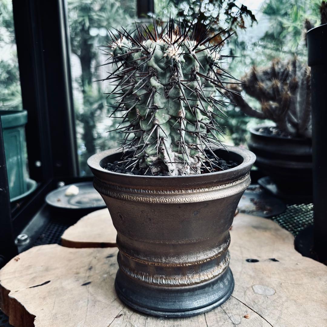 短期間限定超特価！ 現地株 コピアポア シネレア 黒王丸 田中元将 作家鉢