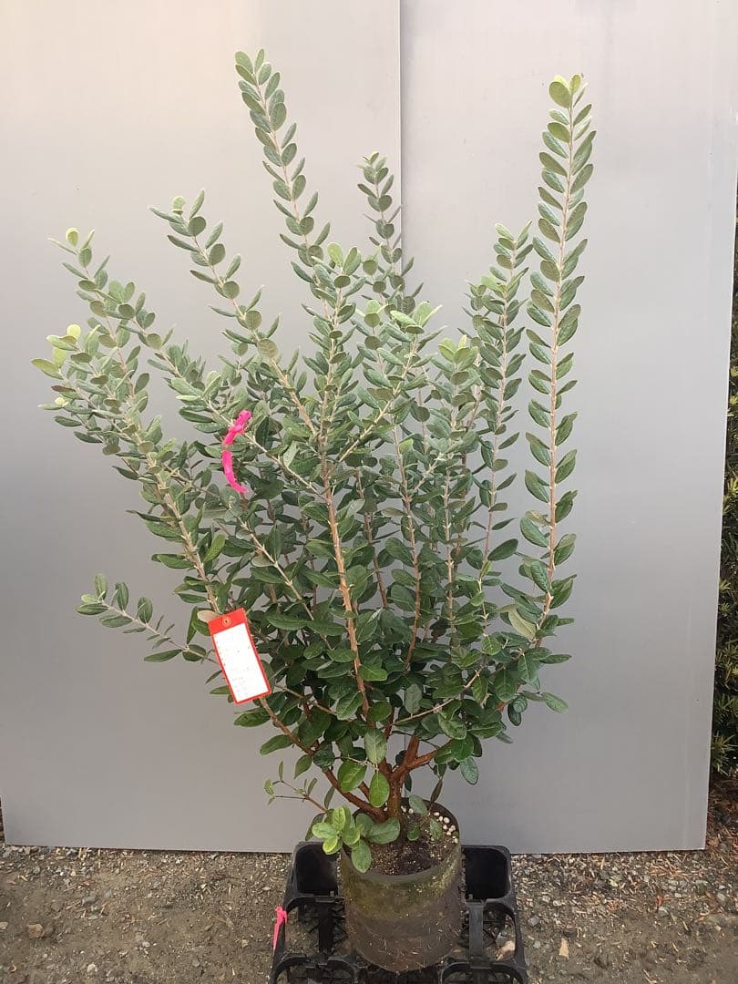 7-38果樹【★雪だるま★　フェイジョア】樹高約127cm【送料込み】