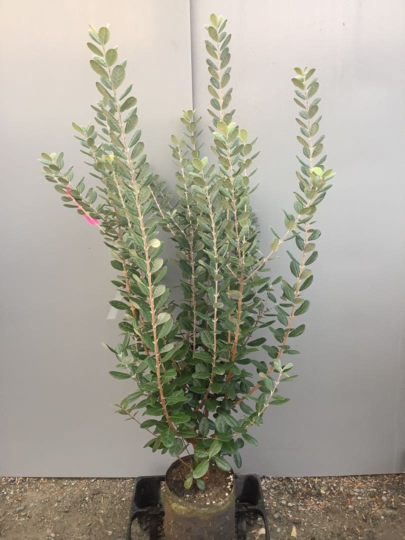 7-38果樹【★雪だるま★　フェイジョア】樹高約127cm【送料込み】