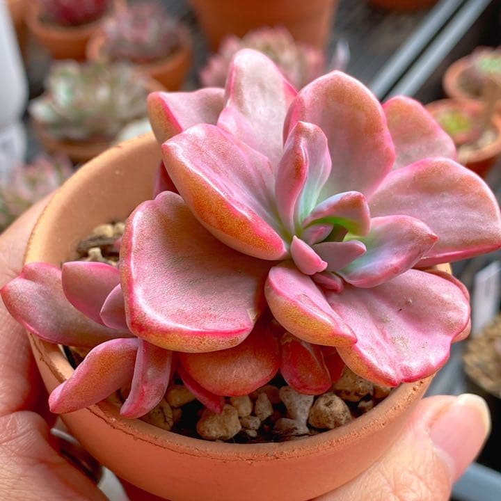 ミセスリチャード錦　群生(5頭)