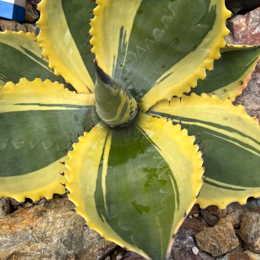 ひ*ろ様 アガベ　リップルエフェクト