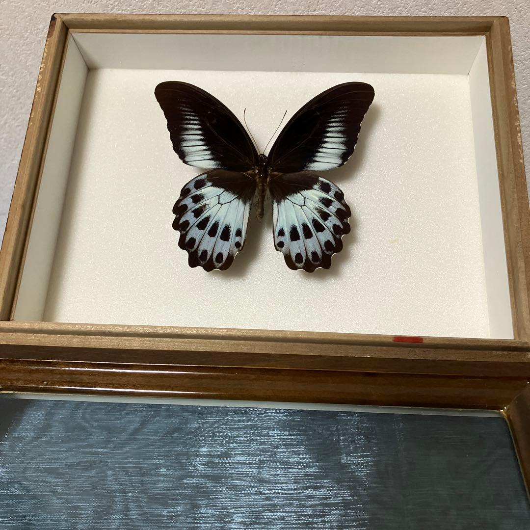 テンジクアゲハ