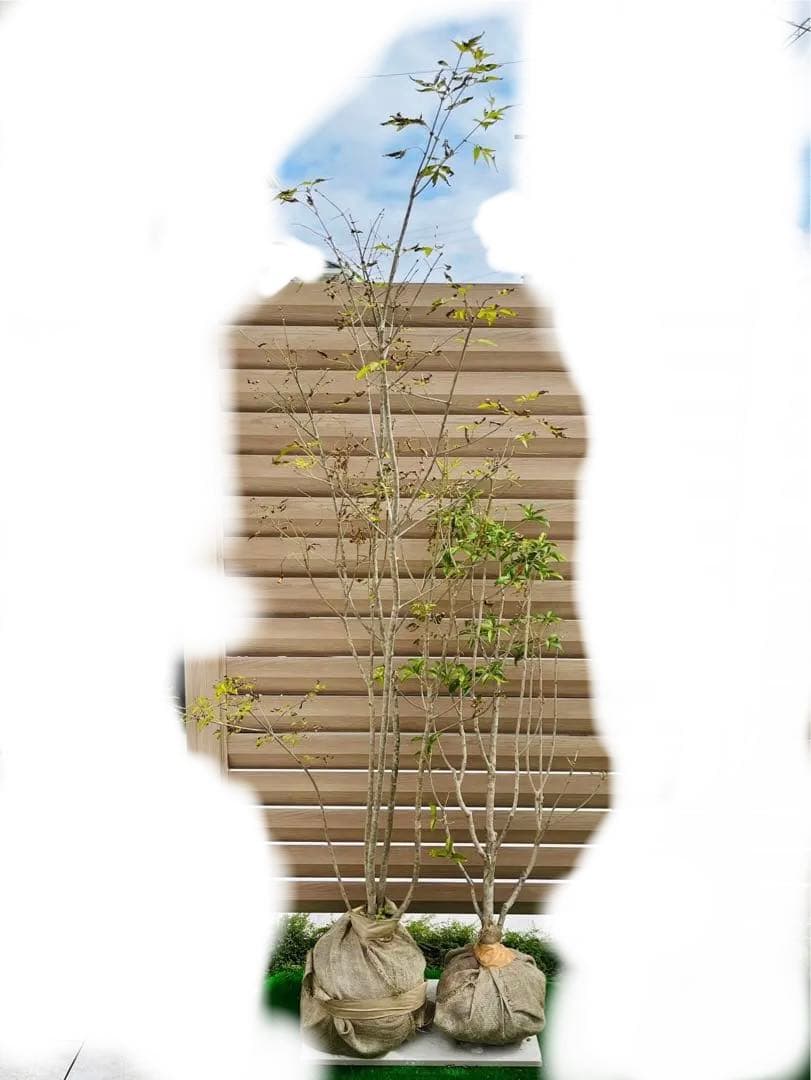 アオダモ　約：220cm　と　金木犀　約：140cm　まとめ売り