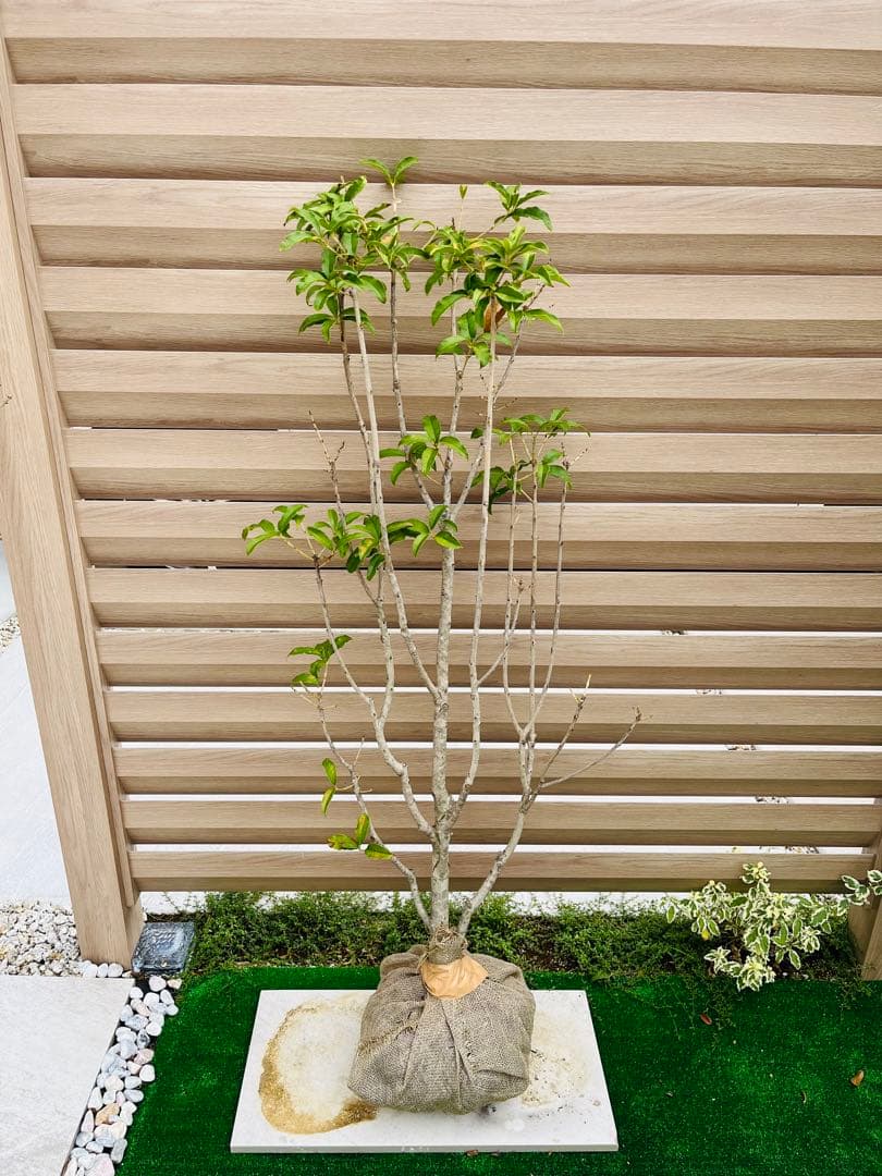 アオダモ　約：220cm　と　金木犀　約：140cm　まとめ売り