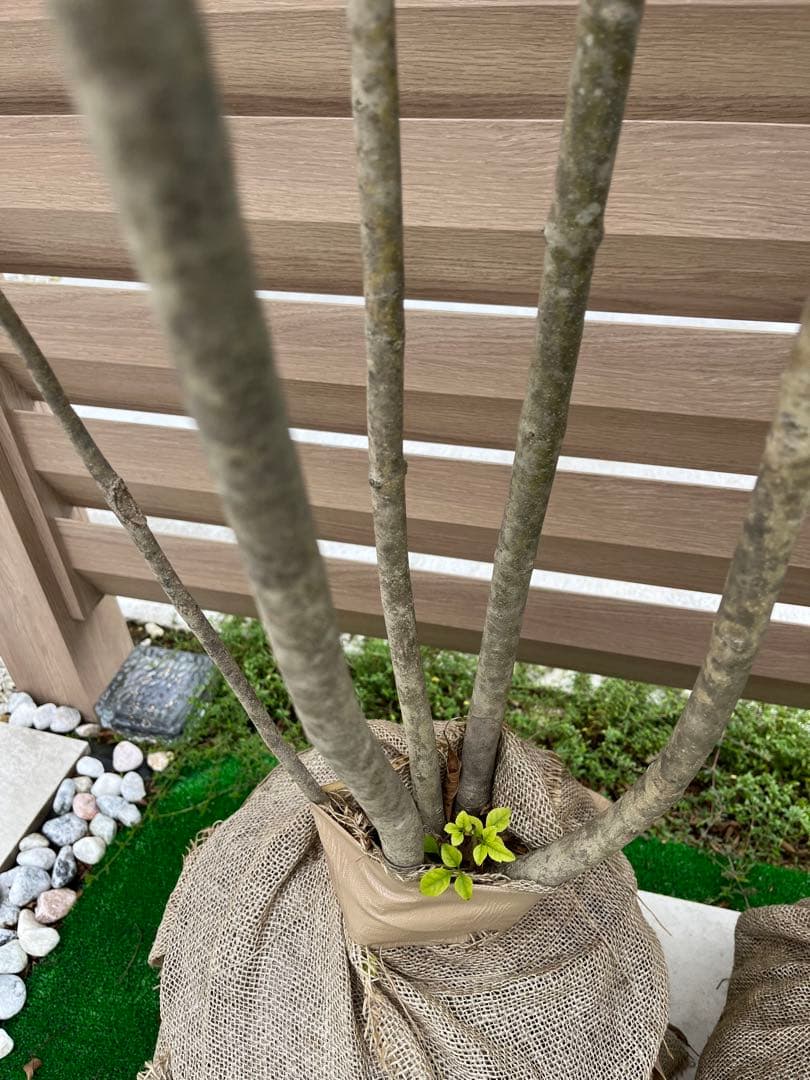 アオダモ　約：220cm　と　金木犀　約：140cm　まとめ売り