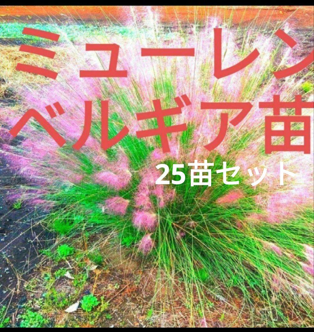ミューレンベルギア　カピラリス　25苗セット　宿根草　　ガーデン　造園　花苗