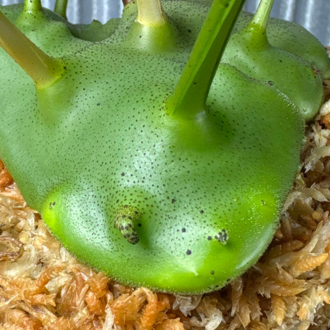 macrophage様ご確認用出品