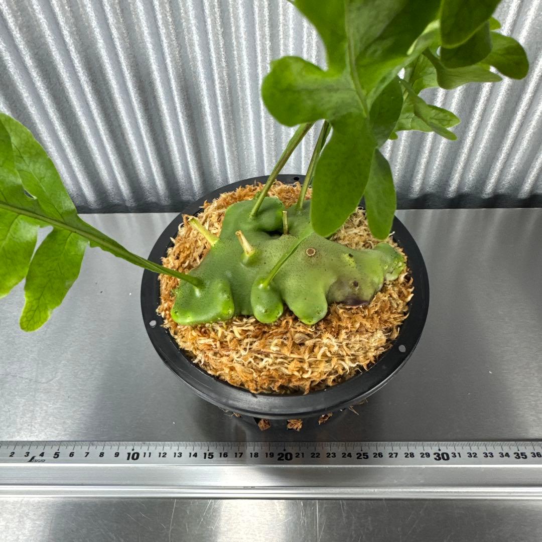 macrophage様ご確認用出品