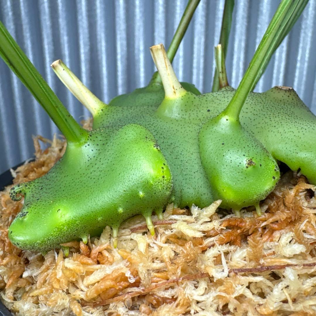 macrophage様ご確認用出品