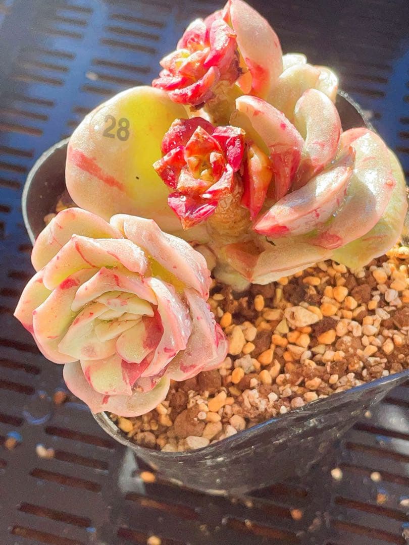 ラブリーローズ錦　赤斑入り　エケベリア 超美斑入り　多肉植物　三頭っ子