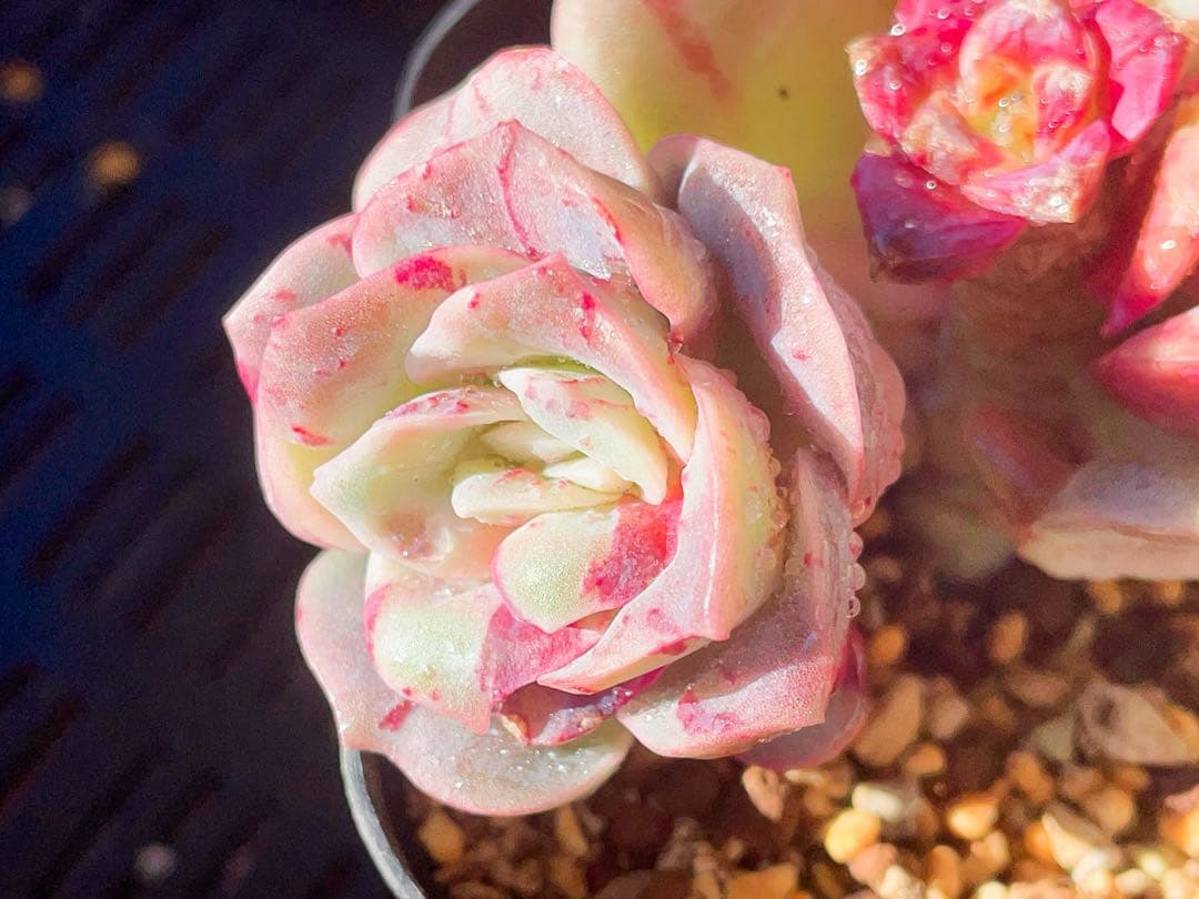 ラブリーローズ錦　赤斑入り　エケベリア 超美斑入り　多肉植物　三頭っ子