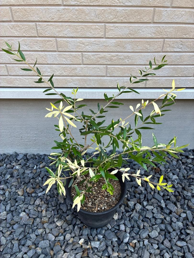 斑入りオリーブ　鉢物