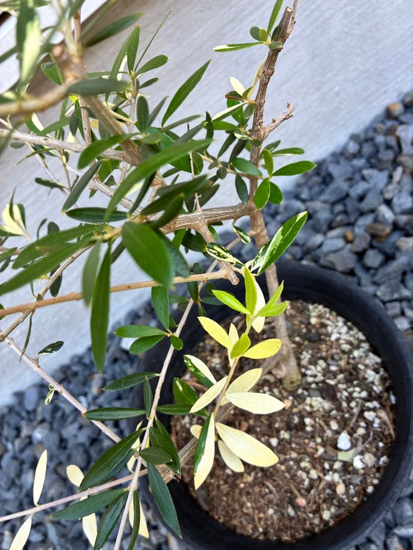 斑入りオリーブ　鉢物