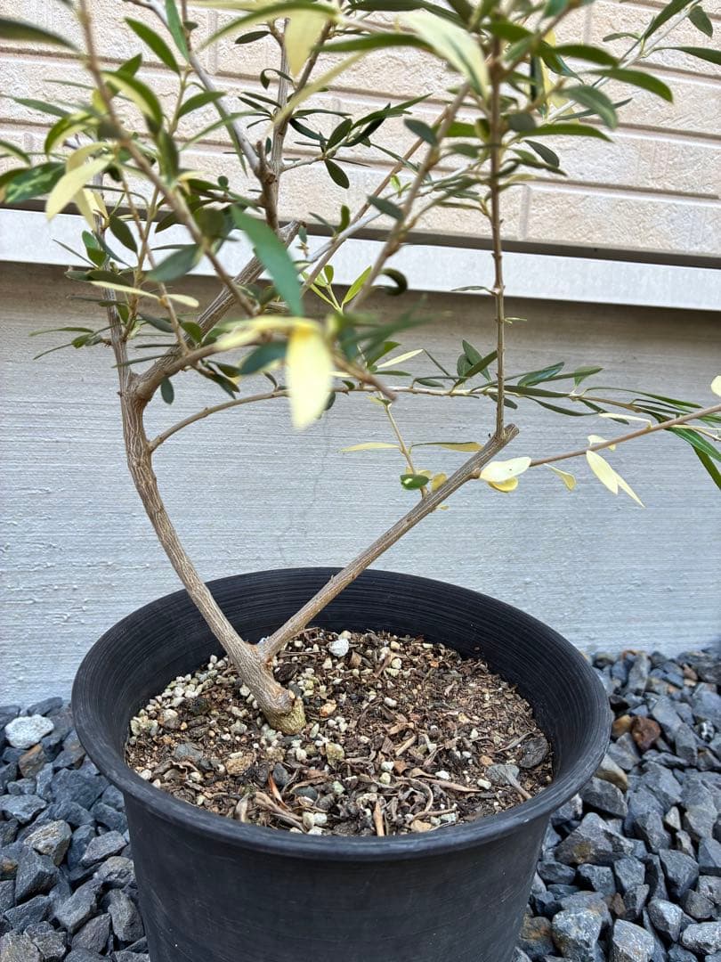 斑入りオリーブ　鉢物