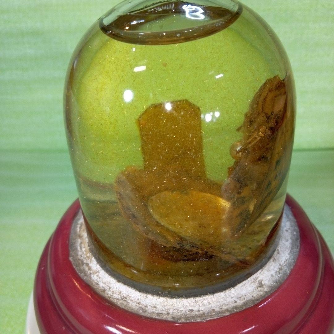 ①Dynamic Aquarium　②真珠貝　ガラスドーム　①②セット　おまとめ