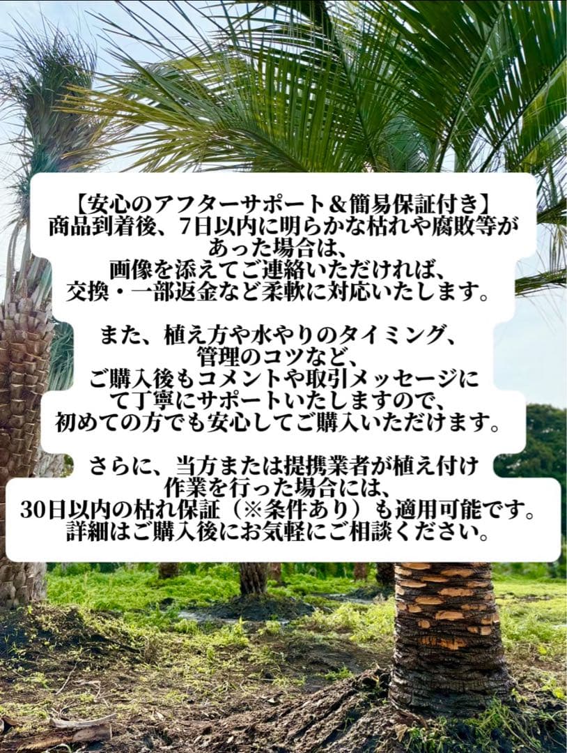 ココスヤシシルバーリーフ【極太】葉先 180cm幹回り100cm 幹高30cm