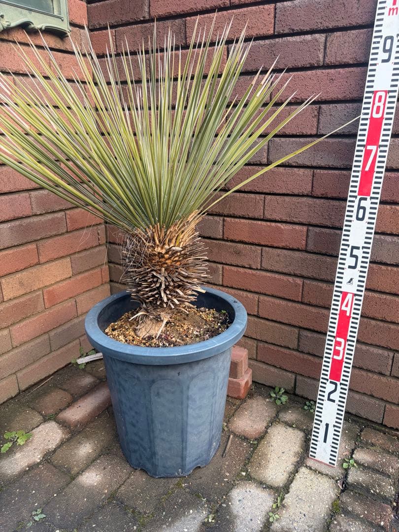 早いもの勝ち　ユッカ　エラータ