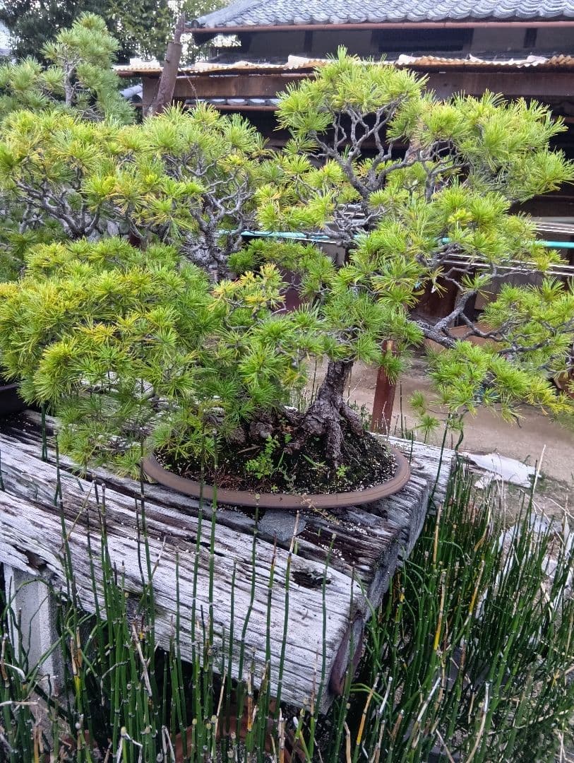 五葉松（特大サイズ）