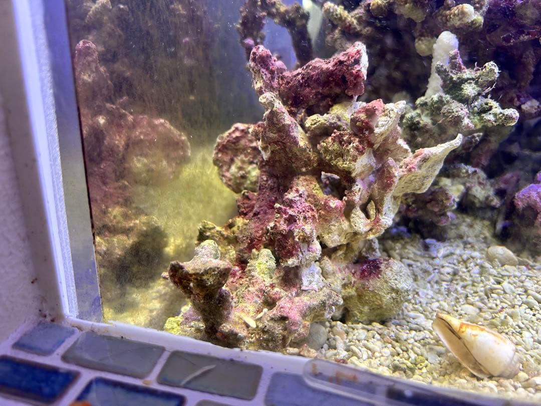 ライブロック Sグレード　3.5kg