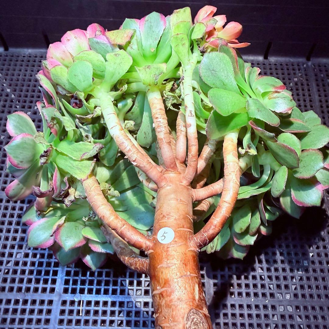 新入荷　超レア新品種　アエオニウム　マリンニンフ錦(群生)　法師錦　(超大品)