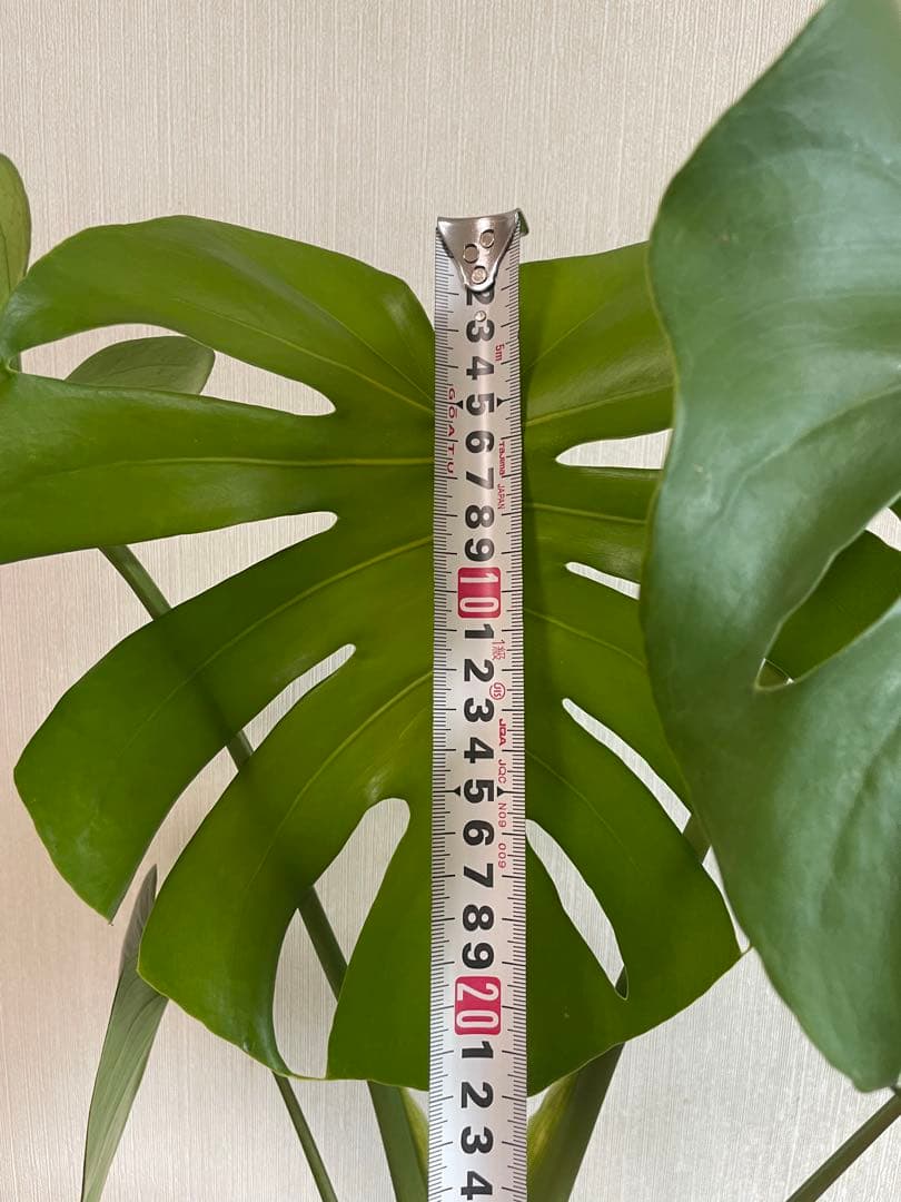 モンステラデリシオーサ 斑入り 実生株 奇形葉 5号ロングポット【鉢ごと発送】