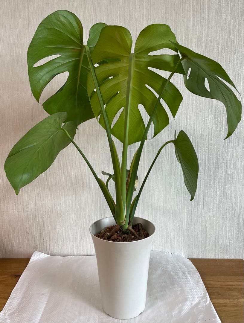 モンステラデリシオーサ 斑入り 実生株 奇形葉 5号ロングポット【鉢ごと発送】