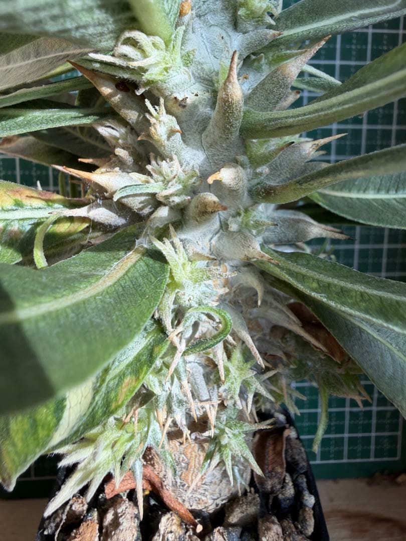 グラキリス 特殊！？ 実生