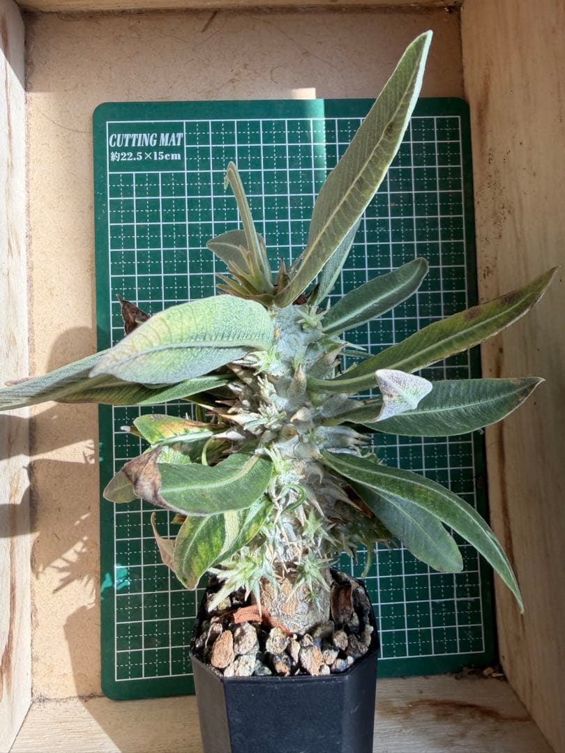 グラキリス 特殊！？ 実生