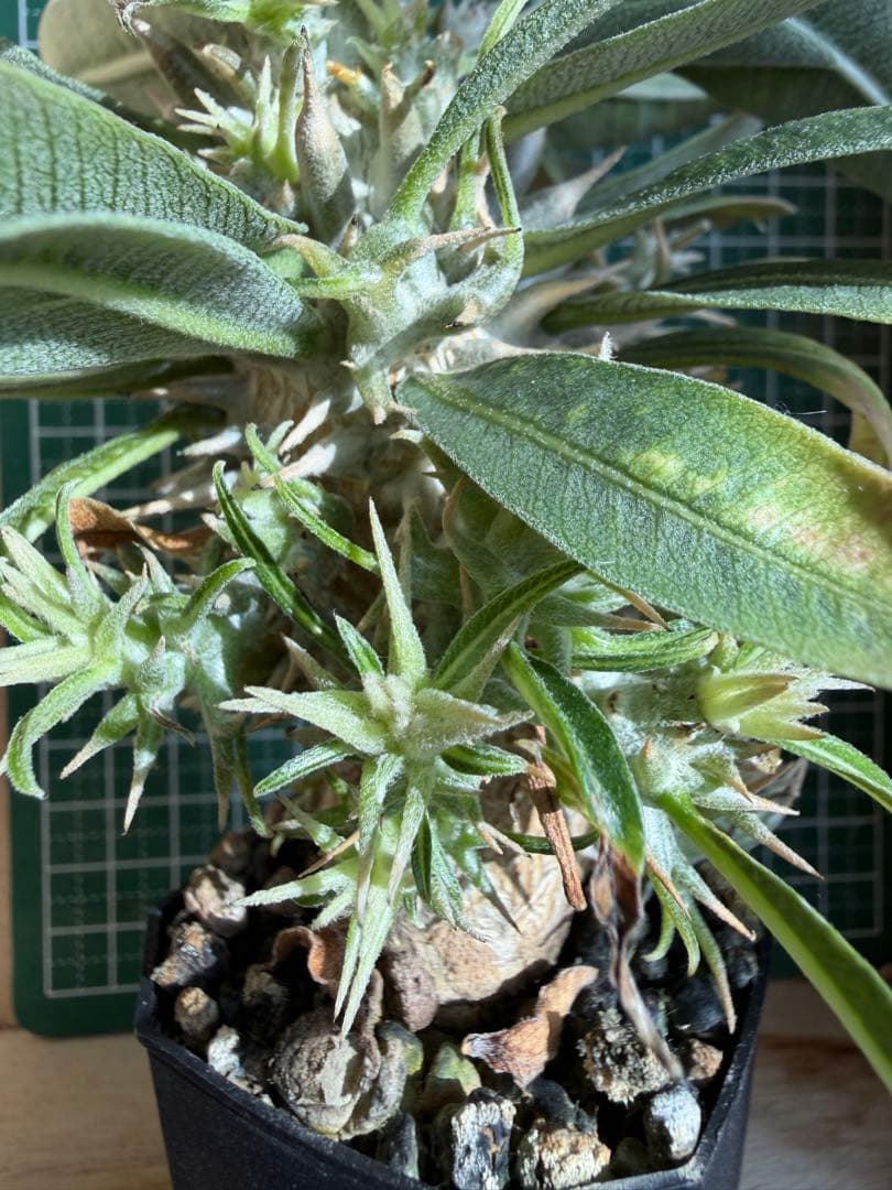 グラキリス 特殊！？ 実生