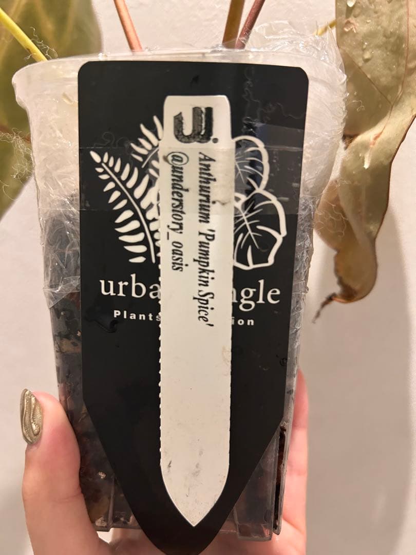 【HS】アンスリウム　パンプキンスパイス