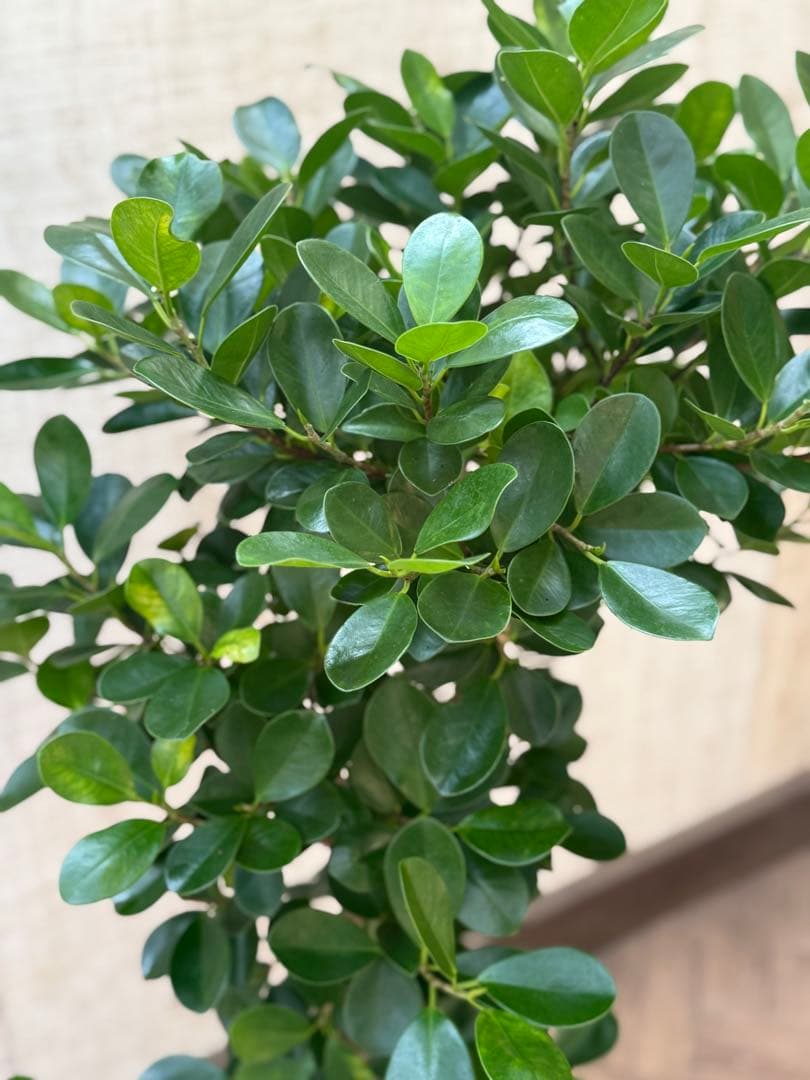 ☆ パンダガジュマル 118cm 8号 緩やかな曲がり幹♪