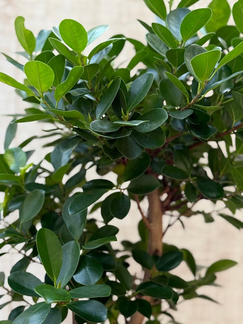 ☆ パンダガジュマル 118cm 8号 緩やかな曲がり幹♪