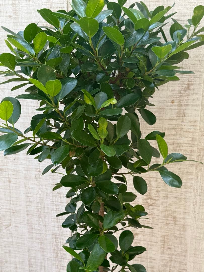 ☆ パンダガジュマル 118cm 8号 緩やかな曲がり幹♪