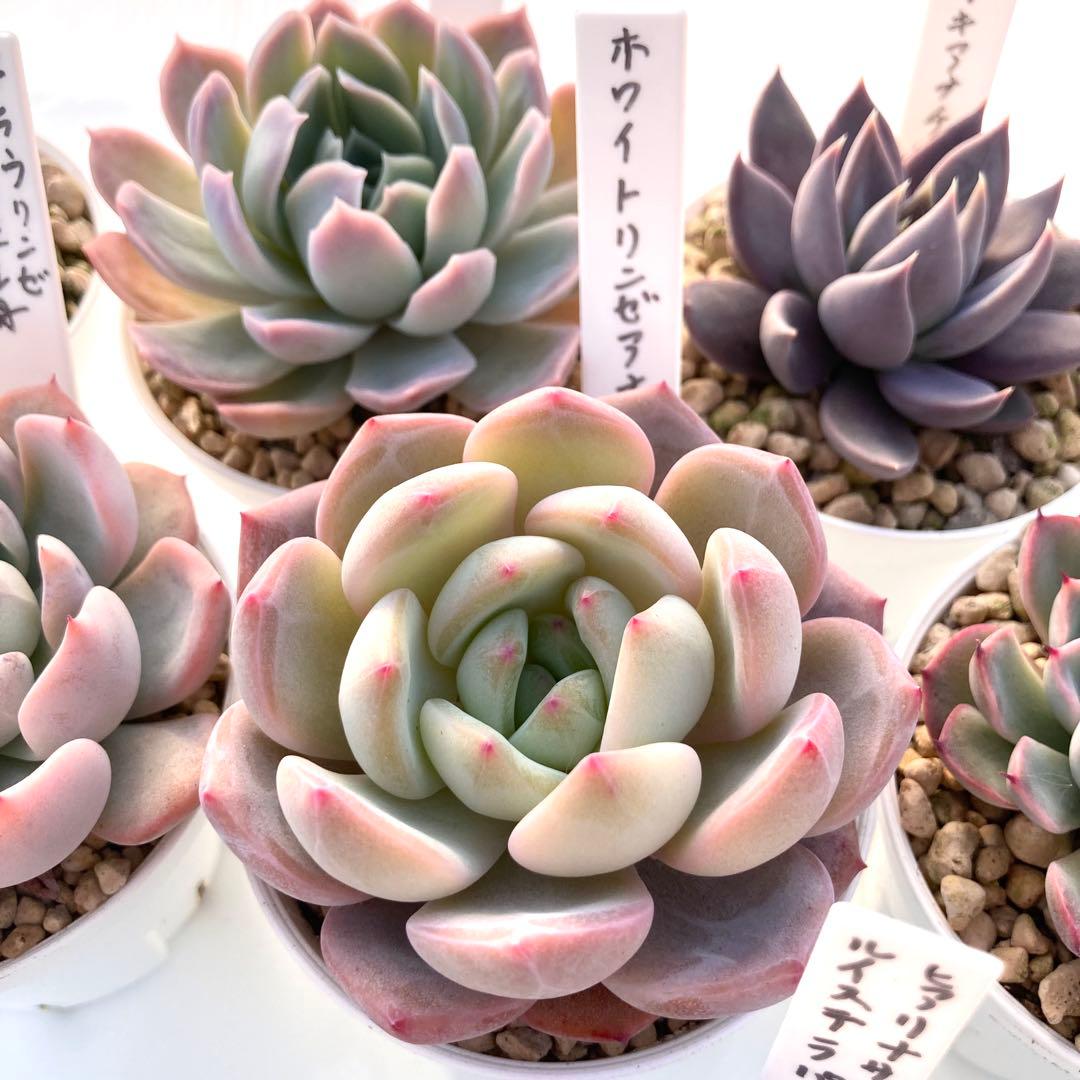 か*ん様 エケベリア 15種類まとめ売り 多肉 桃太郎 トマト姫 トバレンシス
