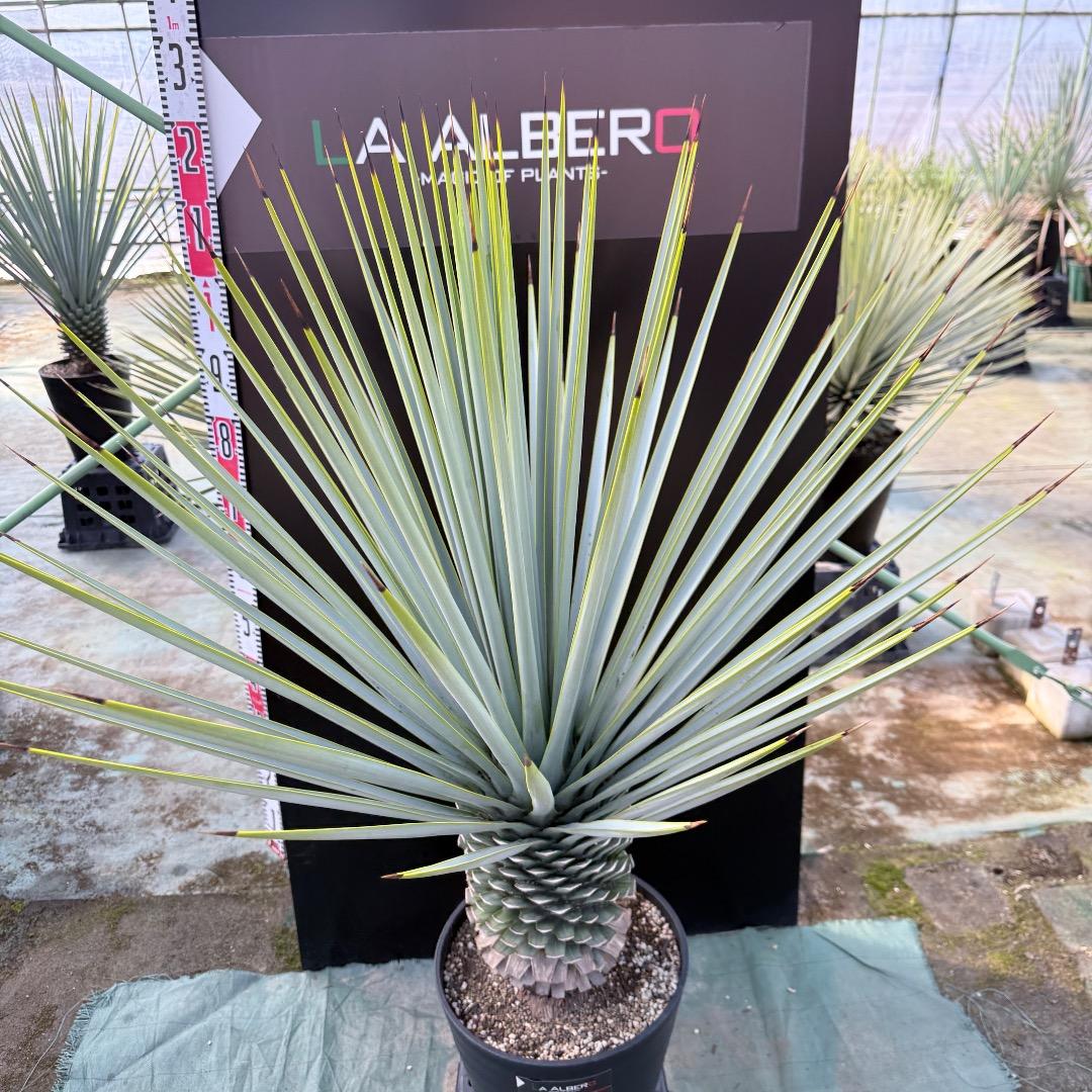 【AL1170】ユッカ　リギダ