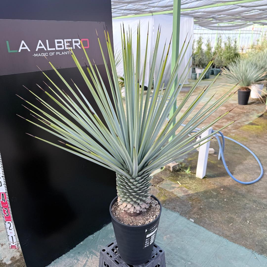 【AL1170】ユッカ　リギダ