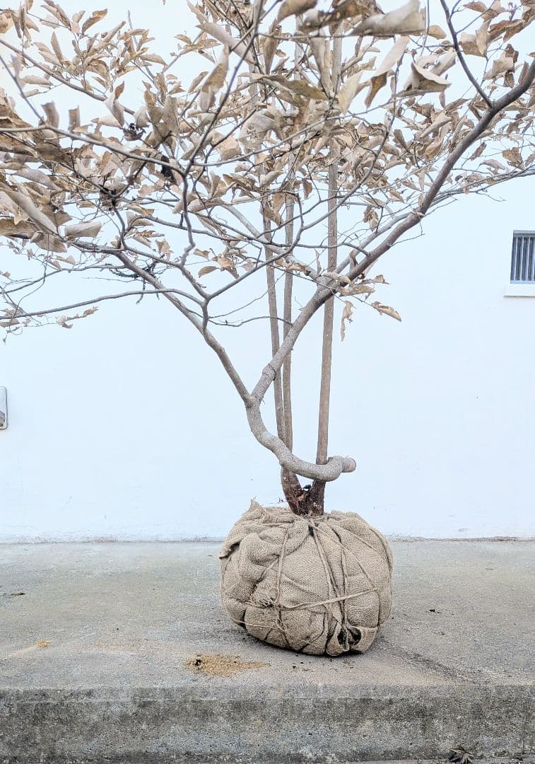 至極。山採りヤマコウバシ。