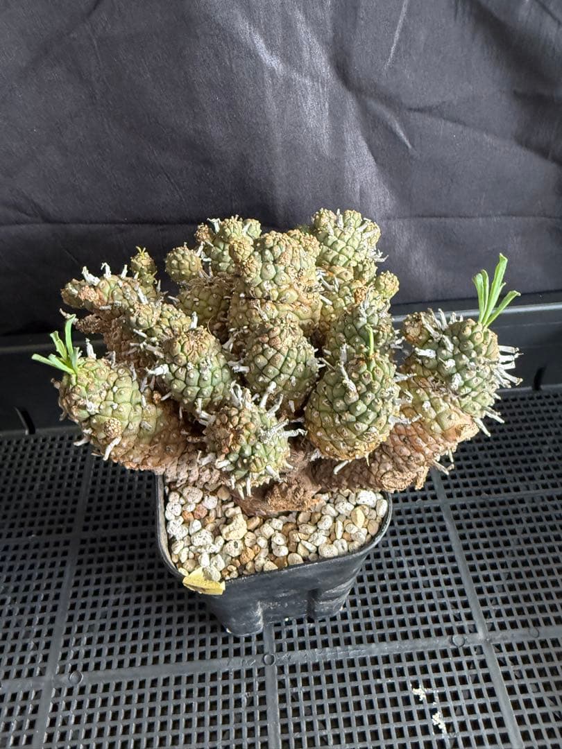 ④同包　ユーフォルビア ルディス