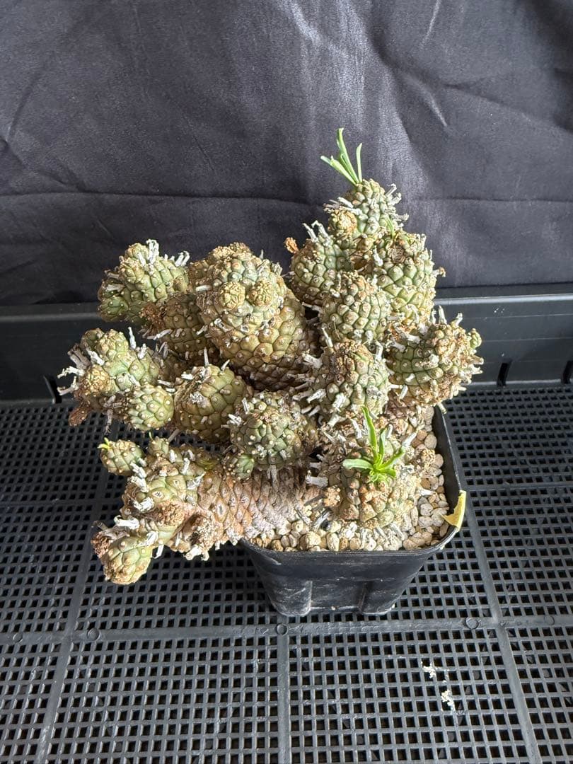 ④同包　ユーフォルビア ルディス