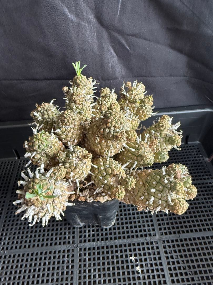 ④同包　ユーフォルビア ルディス