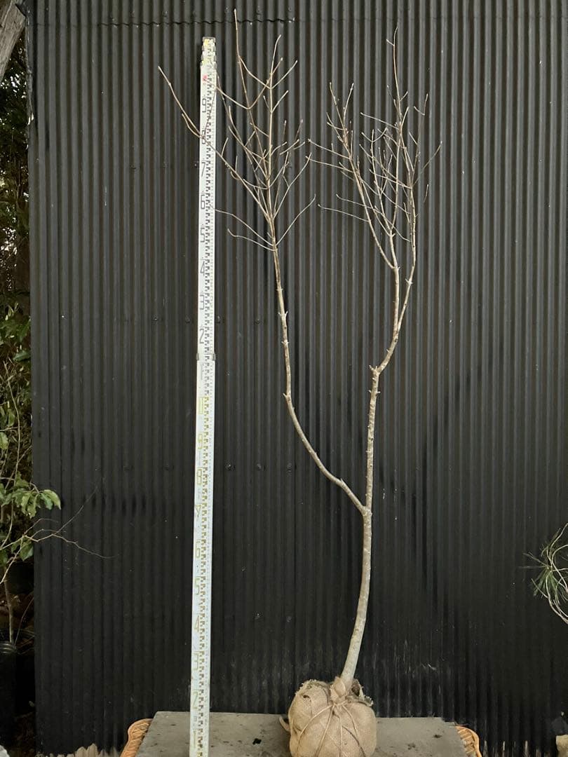 山採り　アオダモt