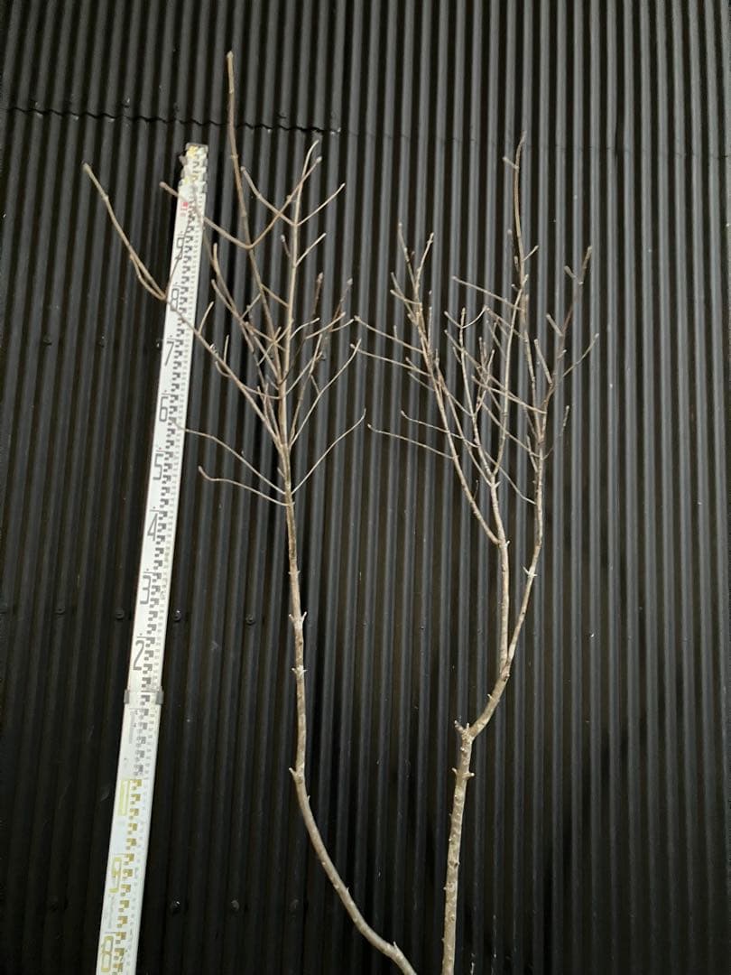 山採り　アオダモt